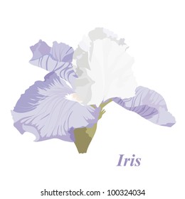 Vector drawing of a flower  iris. Background with a flower for the design. Delicate iris.