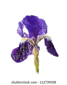 Vector drawing of a flower iris. Background with a flower for the design