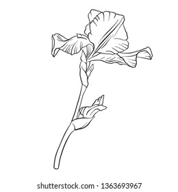 vector drawing flower of iris, isolated floral element, hand drawn botanical illustration
