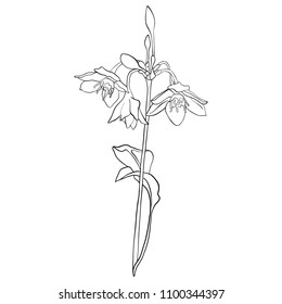 vector drawing flower, isolated floral element, hand drawn botanical illustration