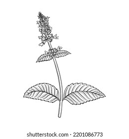 vector drawing flower of Korean mint, Patchouli, wrinkled giant hyssop,Agastache rugosa, herb of traditional chinese medicine, hand drawn illustration