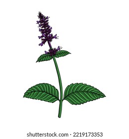 vector drawing flower of Korean mint, Patchouli, wrinkled giant hyssop, Agastache rugosa, herb of traditional chinese medicine, hand drawn illustration