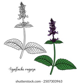 vector drawing flower of Korean mint, Patchouli, wrinkled giant hyssop,Agastache rugosa, herb of traditional chinese medicine, hand drawn illustration