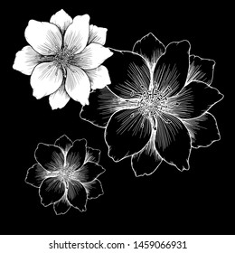 vector drawing flower, line and brush art, black and white flower, use for printing and wedding card