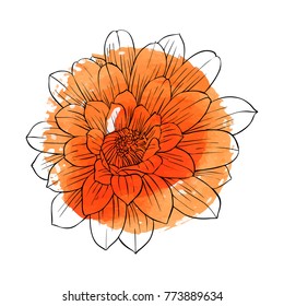 Vector drawing flower at orange watercolor background, isolated floral element, hand drawn botanical illustration