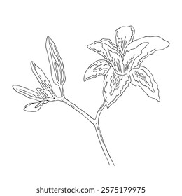 Vector drawing of a flower. Outline illustration of a blooming lily. Ditch Lily.
Elements for packaging design, tattoos, printing on T-shirts, postcards