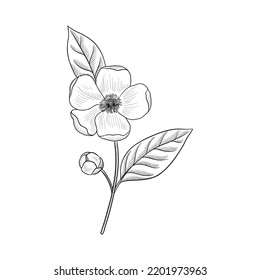 Vector Drawing Flower Of Tea Plant, Camellia Sinensis, Herb Of Traditional Chinese Medicine, Hand Drawn Illustration