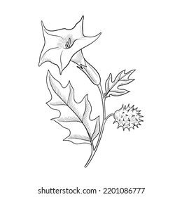 vector drawing flower of thorn apple, jimsonweed, devil's trumpet, Datura stramonium, hallucinogenic plant, herb of traditional chinese medicine, hand drawn illustration