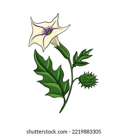 vector drawing flower of thorn apple, jimsonweed, devil's trumpet, Datura stramonium, hallucinogenic plant, herb of traditional chinese medicine, hand drawn illustration