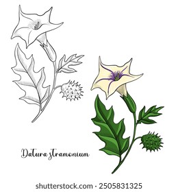 vector drawing flower of thorn apple, jimsonweed, devil's trumpet, Datura stramonium, hallucinogenic plant, herb of traditional chinese medicine, hand drawn illustration