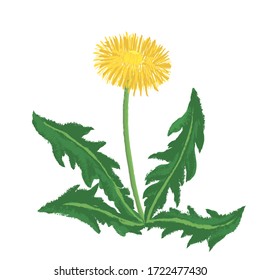 flor vectorial de dibujo del diente amarillo con hojas verdes, elemento floral aislado con fondo blanco, ilustración dibujada a mano