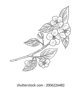 vector drawing flowering branch of apple tree with leaves and fruits, hand drawn vintage illustration