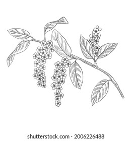 vector drawing flowering branch of bird cherry tree with flowers and leaves, hand drawn vintage illustration