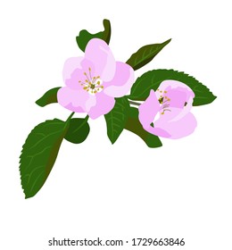 Dibujo vectorial de una rama florida de un manzano hecho a mano sobre un fondo blanco aislado, plano. Vacaciones, cartas, decoración.