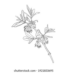 vector drawing flowering branch of honeysuckle, hand drawn illustration