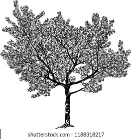 Vector drawing of a flowering cherry tree