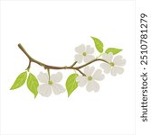 vector drawing flowering dogwood , tree branch with green leaves and flowers, Cornus florida isolated at white background, hand drawn illustration