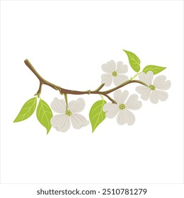 Vector que dibuja el cornejo floreciente, rama de árbol con hojas y flores verdes, Cornus florida aislado en el fondo blanco, ilustración dibujada a mano