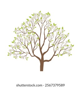 vector drawing flowering dogwood, tree with green leaves and flowers, Cornus florida isolated at white background, hand drawn illustration