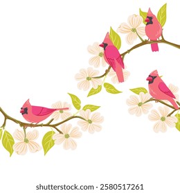 vector drawing flowering dogwood , tree branch with green leaves and flowers and northern cardinal birds, Cornus florida isolated at white background, hand drawn illustration