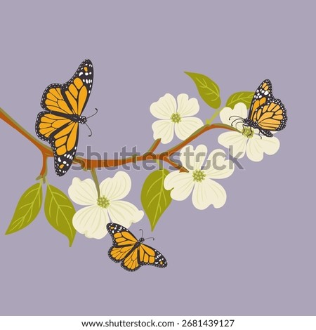 vector drawing flowering dogwood , tree branch with green leaves and flowers and monarch butterflies, Cornus florida isolated at white background, hand drawn illustration