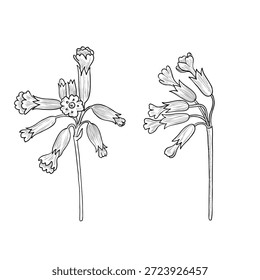 Vektorgrafik, Blumen, Cowslip-Primrose, Elemente im Vintage-Stil einzeln auf weißem Hintergrund, handgezeichnete Illustration