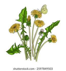 vector drawing flowers of dandelion and butterfly ,floral composition at white background, hand drawn illustration