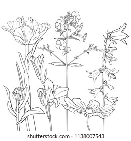 vector drawing flowers, floral background, hand drawn botanical illustration