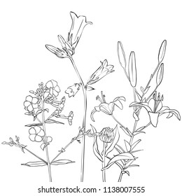 vector drawing flowers, floral background, hand drawn botanical illustration