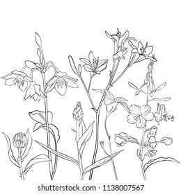 vector drawing flowers, floral background, hand drawn botanical illustration