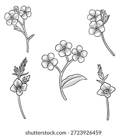 vector drawing flowers, forget-me-nots, vintage style elements isolated at white background, hand drawn illustration
