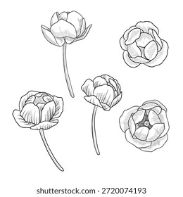 vector drawing flowers, globeflower, vintage style elements isolated at white background, hand drawn illustration