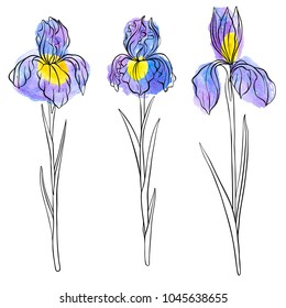 vector drawing flowers of iris, floral elements with watercolor spots, hand drawn illustration