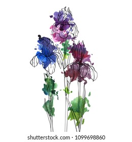 vector drawing flowers of irises, isolated floral element, hand drawn illustration