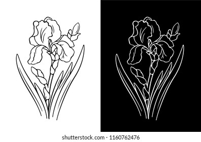 vector drawing flowers of irises, isolated floral element, hand drawn illustration