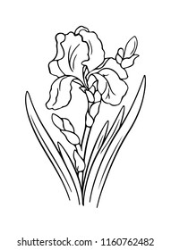 vector drawing flowers of irises, isolated floral element, hand drawn illustration