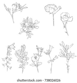 vector drawing flowers, isolated floral elements, hand drawn botanical illustration