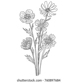 vector drawing flowers, isolated floral element, hand drawn illustration