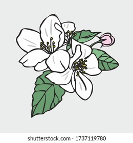 Vector drawing of flowers and leaves of Apple trees, hand-drawn illustration. Blooming Apple tree. Branch with flower buds. The first spring flowers. White flowers, pink buds, isolated background