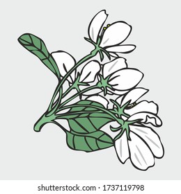 Vector drawing of flowers and leaves of Apple trees, hand-drawn illustration. Blooming Apple tree. Branch with flower buds. The first spring flowers. White flowers, pink buds, isolated background