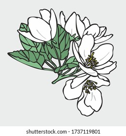 Vector drawing of flowers and leaves of Apple trees, hand-drawn illustration. Blooming Apple tree. Branch with flower buds. The first spring flowers. White flowers, pink buds, isolated background