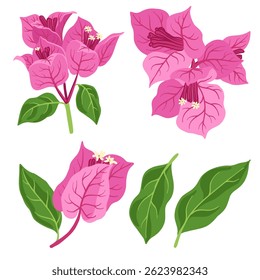 vector drawing flowers and leaves of Bougainvillea isolated at white background, floral elements, hand drawn botanical illustration