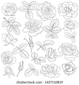 vetor desenho flores e folhas de rosas, elementos florais isolados, desenho à mão ilustração botânica