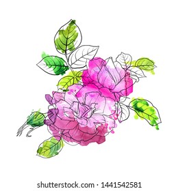 vector drawing flowers and leaves of roses at watercolor spots, isolated floral composition, hand drawn botanical illustration