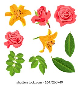 vector drawing flowers and leaves, roses, lilies ,isolated floral elements at white background, hand drawn illustration