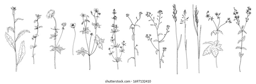 vector drawing flowers, plants and grass, set of floral elements, hand drawn illustration