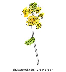 vector drawing flowers, rapeseed, canola with yellow paint stains,, vintage style elements isolated at white background, hand drawn illustration