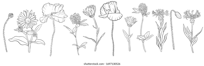 vector drawing flowers, set of floral elements, hand drawn illustration