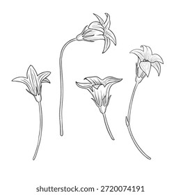 vetor desenho flores, espalhando sinos, vintage estilo elementos isolados no fundo branco, desenho à mão ilustração