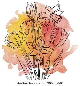 vector drawing flowers of tulips. iris and narcissus at red watercolor background, floral element, hand drawn illustration